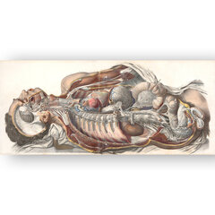 Glezna Cilvēka anatomija, 60x80 cm, Wolf Kult cena un informācija | Gleznas | 220.lv