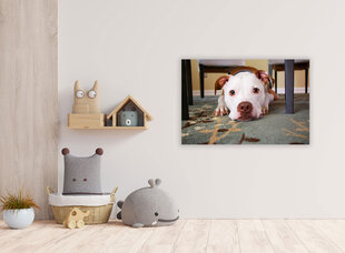 Glezna Draudzīgais suns, 30x40 cm cena un informācija | Gleznas | 220.lv
