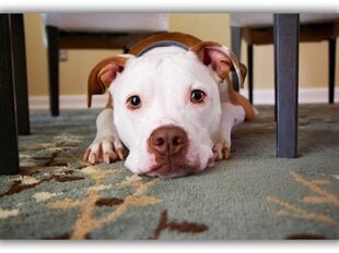 Картина Дружелюбная собака, 30x40 см цена и информация | Картины | 220.lv