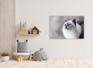 Картина Кошка, 40x60 см цена и информация | Картины | 220.lv
