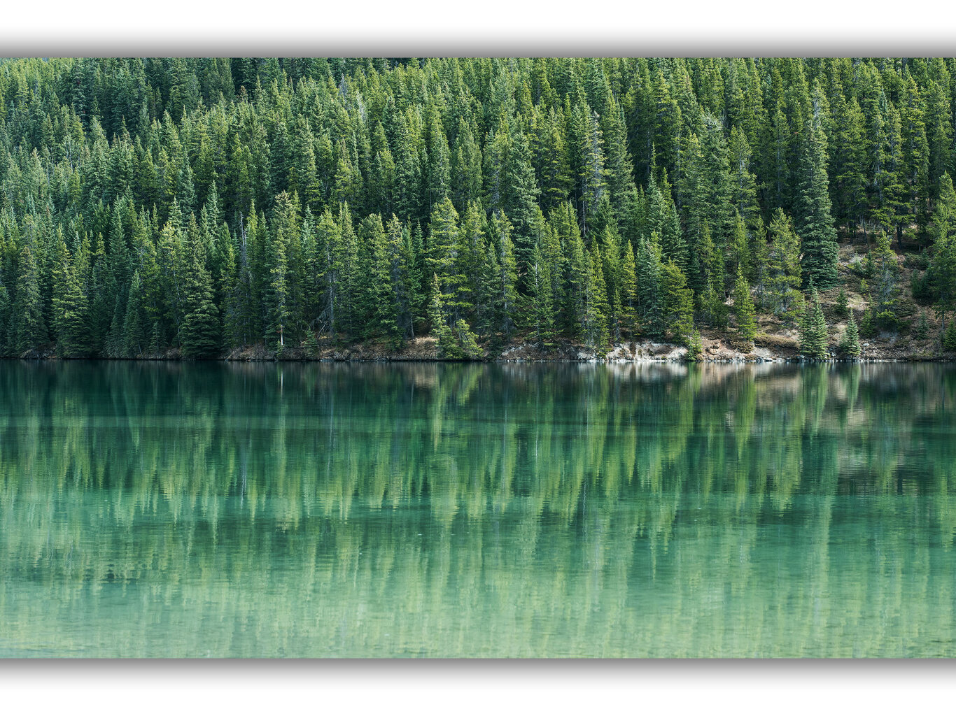 Glezna Kanādas meži, 100x70 cm cena un informācija | Gleznas | 220.lv