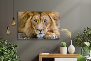 Glezna Lauva, 30x40 cm, Wolf Kult cena un informācija | Gleznas | 220.lv