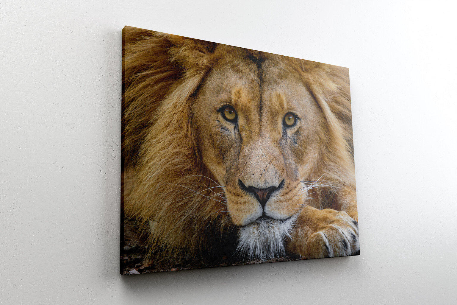 Glezna Lauva, 60x80 cm, Wolf Kult cena un informācija | Gleznas | 220.lv