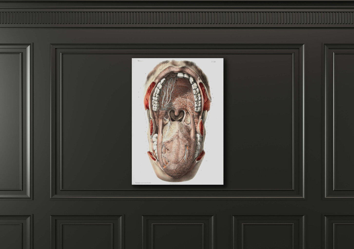 Glezna Mutes dobuma anatomija, 30x40 cm, Wolf Kult цена и информация | Gleznas | 220.lv