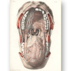 Glezna Mutes dobuma anatomija, 40x60 cm, Wolf Kult cena un informācija | Gleznas | 220.lv