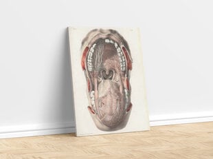 Glezna Mutes dobuma anatomija, 40x60 cm, Wolf Kult cena un informācija | Gleznas | 220.lv