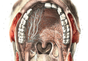 Картина Анатомия полости рта, 60x80 см, Wolf Kult цена и информация | Картины | 220.lv