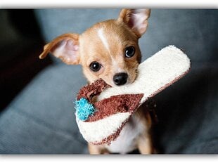Картина Собака с тапочкой, 40x60 см цена и информация | Картины | 220.lv