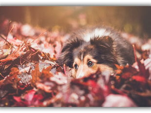 Картина Собака в листьях, 30x40 см цена и информация | Картины | 220.lv