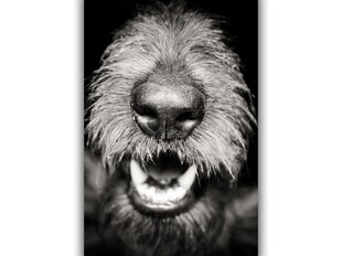 Картина Собачий нос, 30x40 см цена и информация | Картины | 220.lv
