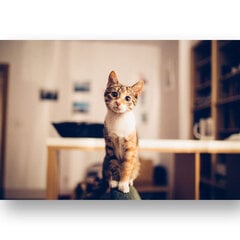 Картина Любопытная кошка, 40x60 см, Wolf Kult цена и информация | Картины | 220.lv