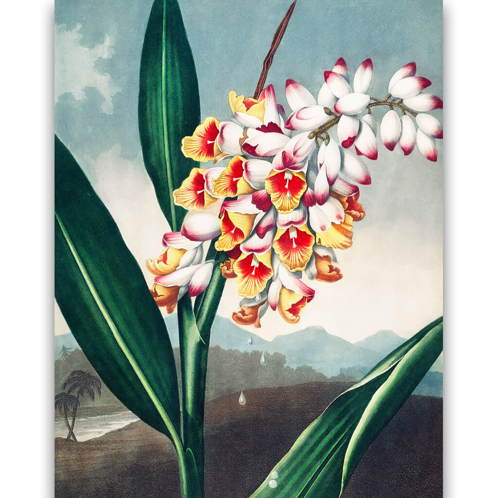 Gleznas reprodukcija Klanošā renealmija (Roberts Džons Torntons, 1808) reprodukcija, 40x60 cm cena un informācija | Gleznas | 220.lv