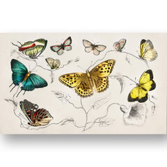 Плакат Разные бабочки II, 59x84 см (A1), Wolf Kult цена и информация | Картины | 220.lv