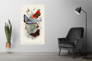 Плакат Разные бабочки III, 42x59 см (A2), Wolf Kult цена и информация | Картины | 220.lv