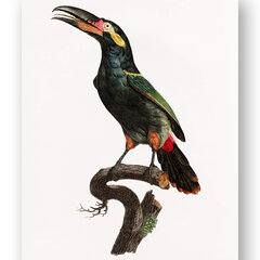 Plakāts Eksotiskais putns II, 59x84 cm (A1), Wolf Kult cena un informācija | Gleznas | 220.lv