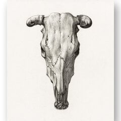 Плакат Иллюстрация черепа II, 42x59 см (A2), Wolf Kult цена и информация | Картины | 220.lv
