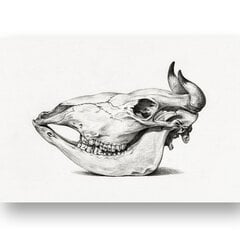 Плакат Иллюстрация черепа, 42x59 см (A2), Wolf Kult цена и информация | Картины | 220.lv