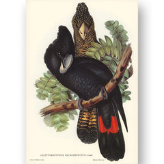 Плакат Какаду, 59х84 см (А1), Wolf Kult цена и информация | Картины | 220.lv