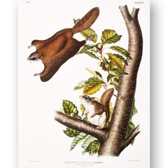 Плакат Белка-летяга, 42x59 см (A2), Wolf Kult цена и информация | Картины | 220.lv