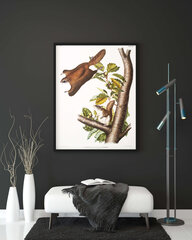 Плакат Белка-летяга, 42x59 см (A2), Wolf Kult цена и информация | Картины | 220.lv