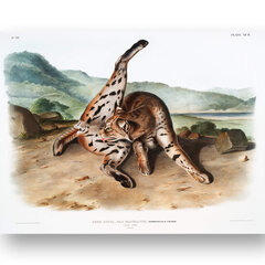 Plakāts Lūsis, 42x59 cm (A2), Wolf Kult cena un informācija | Gleznas | 220.lv
