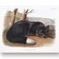 Plakāts Melnā lapsa, 42x59 cm (A2), Wolf Kult цена и информация | Gleznas | 220.lv
