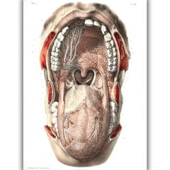 Plakāts Mutes dobuma anatomija, 59x84 cm (A1), Wolf Kult cena un informācija | Gleznas | 220.lv