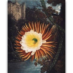 Плакат Ночной Цереус, 59х84 см (А1), цена и информация | Картины | 220.lv