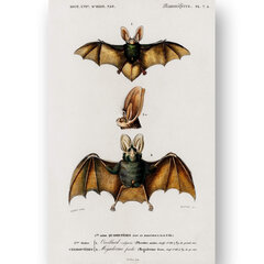 Плакат Летучие мыши III, 42x59 см (A2), Wolf Kult цена и информация | Картины | 220.lv