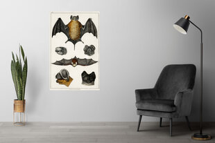 Plakāts Sikspārņi, 42x59 cm (A2), Wolf Kult cena un informācija | Gleznas | 220.lv