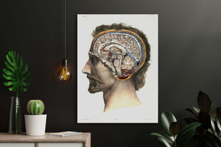 Plakāts Smadzeņu anatomija, 42x59 cm (A2), Wolf Kult cena un informācija | Gleznas | 220.lv