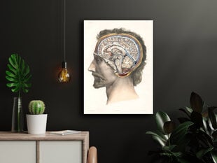 Plakāts Smadzeņu anatomija, 59x84 cm (A1), Wolf Kult cena un informācija | Gleznas | 220.lv