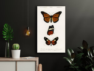 Плакат Бабочки II, 42x59 см (A2), Wolf Kult цена и информация | Картины | 220.lv