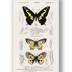 Плакат Бабочки III, 59x84 см (A1), Wolf Kult цена и информация | Картины | 220.lv