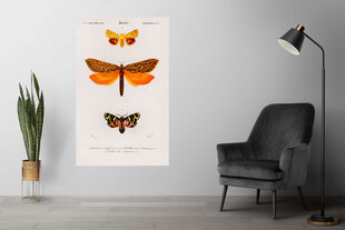 Плакат Бабочки IX, 59x84 см (A1), Wolf Kult цена и информация | Картины | 220.lv