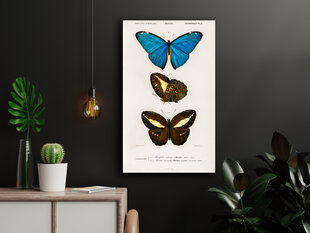 Плакат Бабочки V, 59x84 см (A1), Wolf Kult цена и информация | Картины | 220.lv