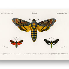 Плакат Бабочки VII, 42x59 см (A2), Wolf Kult цена и информация | Картины | 220.lv
