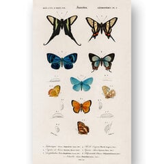 Плакат Бабочки VIII, 59x84 см (A1), Wolf Kult цена и информация | Картины | 220.lv