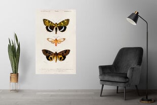 Плакат Бабочки X, 59x84 см (A1), Wolf Kult цена и информация | Картины | 220.lv
