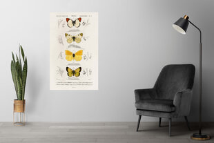 Plakāts Taureņi XI, 42x59 cm (A2), Wolf Kult cena un informācija | Gleznas | 220.lv