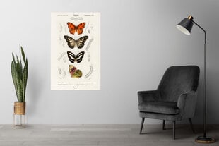 Плакат Бабочки XII, 59x84 см (A1), Wolf Kult цена и информация | Картины | 220.lv