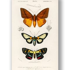 Плакат Бабочки, 59x84 см (A1), Wolf Kult цена и информация | Картины | 220.lv