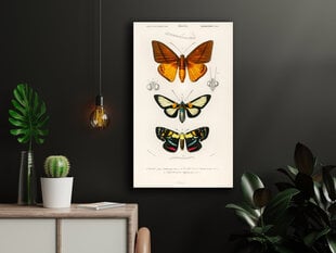 Плакат Бабочки, 59x84 см (A1), Wolf Kult цена и информация | Картины | 220.lv