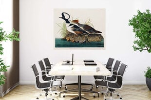 Плакат Водоплавающие птицы, 42x59 см (A2), Wolf Kult цена и информация | Картины | 220.lv
