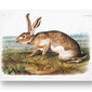 Plakāts Zaķis, 59x84 cm (A1), Wolf Kult cena un informācija | Gleznas | 220.lv
