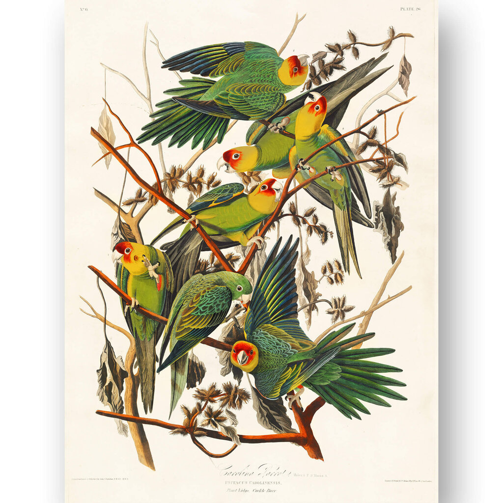 Plakāts Zaļie papagaiļi, 42x59 cm (A2), Wolf Kult cena un informācija | Gleznas | 220.lv