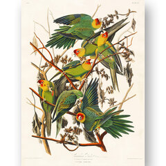 Плакат Зеленые попугаи, 59x84 см (A1), Wolf Kult цена и информация | Картины | 220.lv