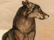 Reprodukcija Akela - vientuļais vilks (Moriss un Edvards Detmoldi), 40x35 cm cena un informācija | Gleznas | 220.lv