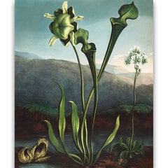 Репродукция Американские болотные растения (Роберт Джон Торнтон (1808)), 30x40 см цена и информация | Картины | 220.lv