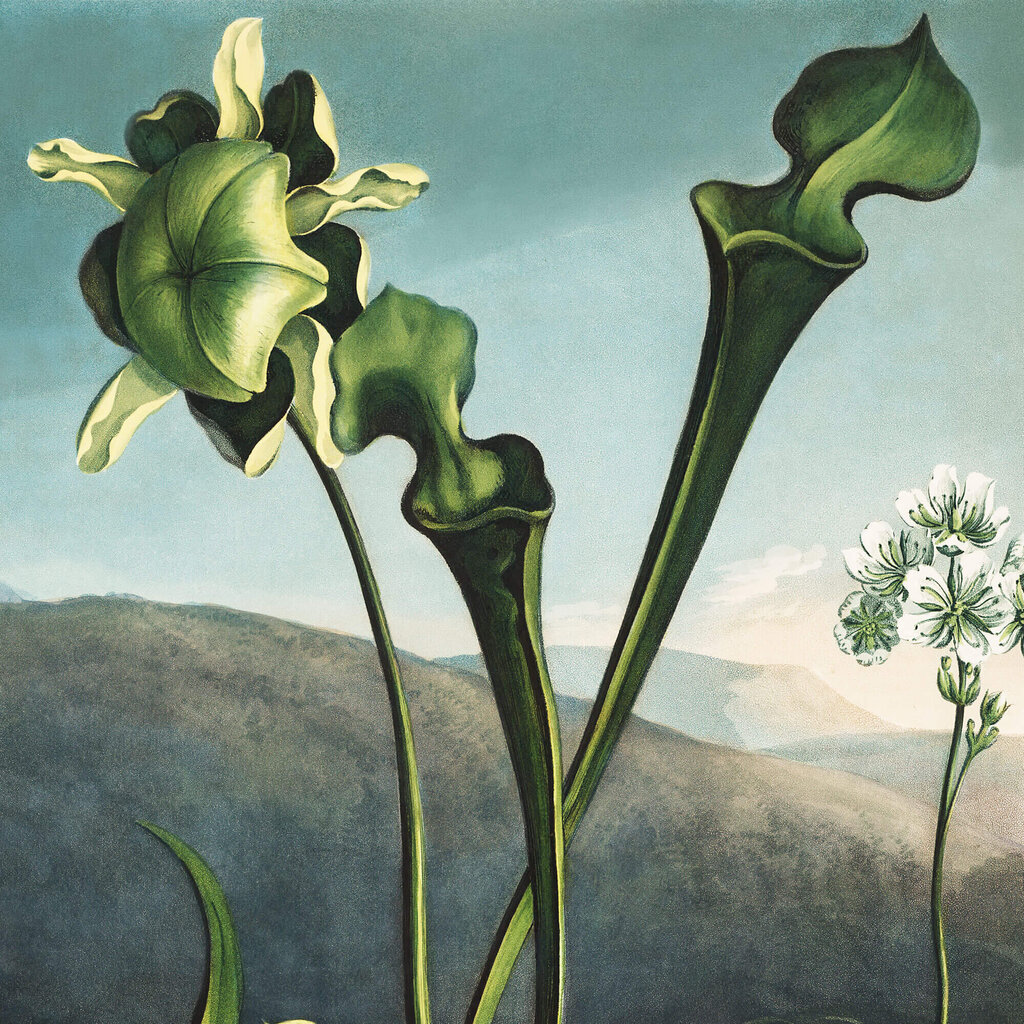 Reprodukcija Amerikas purva augi (Roberts Džons Torntons (1808)), 30x40 cm цена и информация | Gleznas | 220.lv
